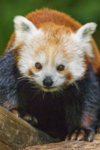 Preview wallpaper red panda, wildlife, animal