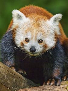 Preview wallpaper red panda, wildlife, animal