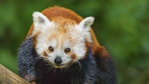 Preview wallpaper red panda, wildlife, animal