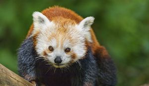 Preview wallpaper red panda, wildlife, animal