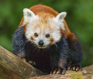 Preview wallpaper red panda, wildlife, animal