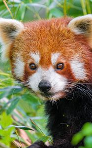 Preview wallpaper red panda, wildlife, animal, leaves