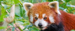 Preview wallpaper red panda, wildlife, animal, leaves