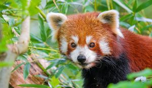 Preview wallpaper red panda, wildlife, animal, leaves