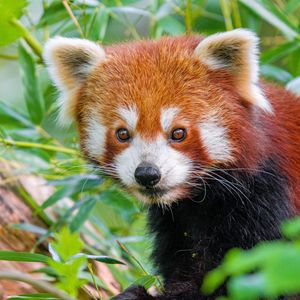 Preview wallpaper red panda, wildlife, animal, leaves