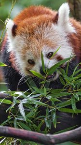 Preview wallpaper red panda, wildlife, animal, tree, leaves