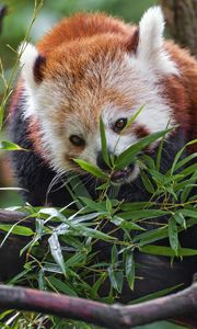 Preview wallpaper red panda, wildlife, animal, tree, leaves