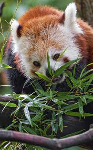 Preview wallpaper red panda, wildlife, animal, tree, leaves