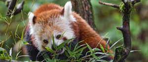 Preview wallpaper red panda, wildlife, animal, tree, leaves