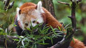 Preview wallpaper red panda, wildlife, animal, tree, leaves