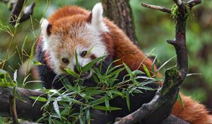 Preview wallpaper red panda, wildlife, animal, tree, leaves