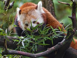 Preview wallpaper red panda, wildlife, animal, tree, leaves