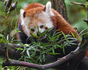 Preview wallpaper red panda, wildlife, animal, tree, leaves