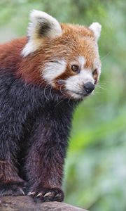 Preview wallpaper red panda, wildlife, animal, blur