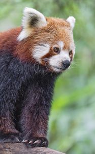 Preview wallpaper red panda, wildlife, animal, blur