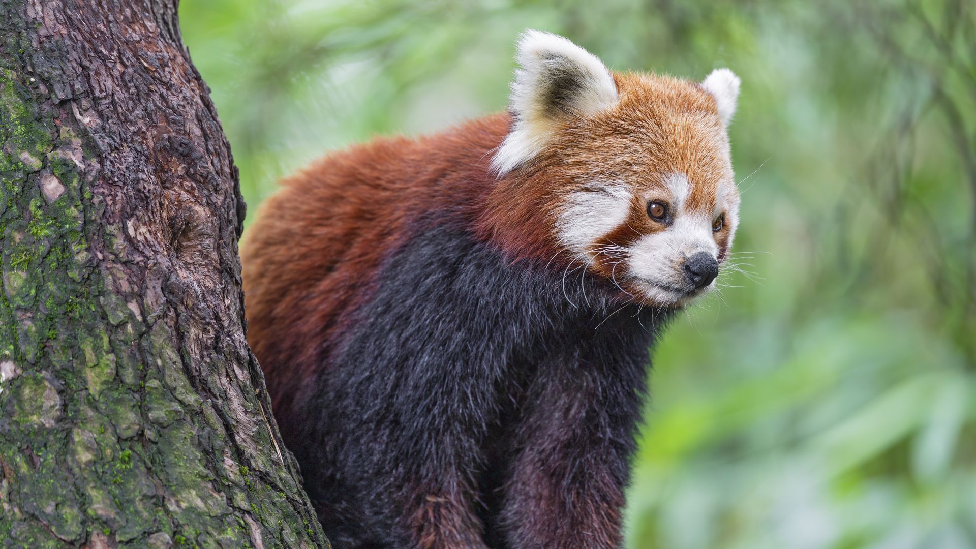 Download wallpaper 1920x1080 red panda, wildlife, animal, blur full hd ...