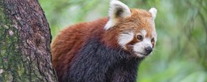 Preview wallpaper red panda, wildlife, animal, blur