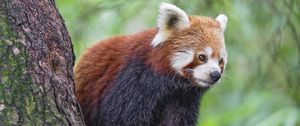 Preview wallpaper red panda, wildlife, animal, blur