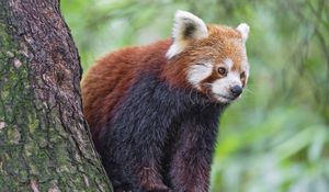 Preview wallpaper red panda, wildlife, animal, blur