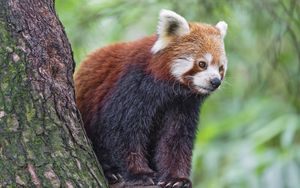 Preview wallpaper red panda, wildlife, animal, blur