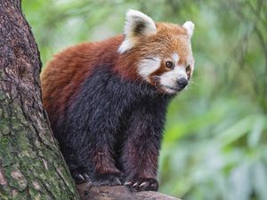 Preview wallpaper red panda, wildlife, animal, blur