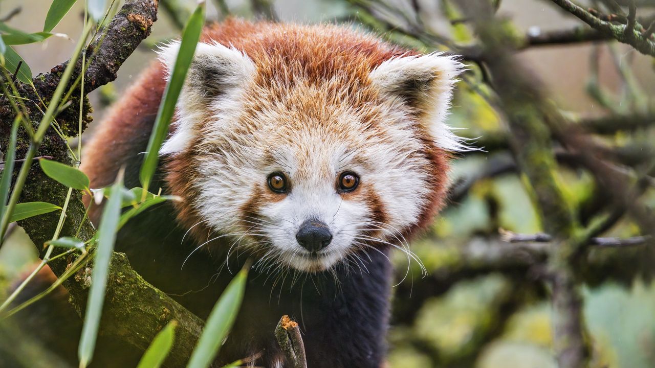Wallpaper red panda, wildlife, animal, glance