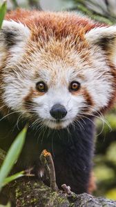 Preview wallpaper red panda, wildlife, animal, glance