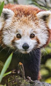 Preview wallpaper red panda, wildlife, animal, glance