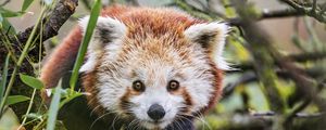 Preview wallpaper red panda, wildlife, animal, glance