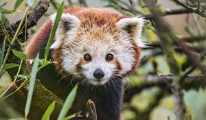 Preview wallpaper red panda, wildlife, animal, glance