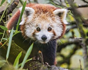 Preview wallpaper red panda, wildlife, animal, glance