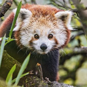 Preview wallpaper red panda, wildlife, animal, glance