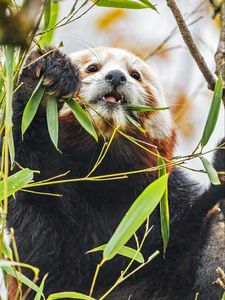 Preview wallpaper red panda, wildlife, animal, leaves, bamboo