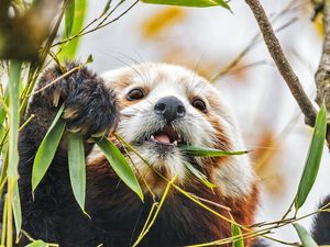 Preview wallpaper red panda, wildlife, animal, leaves, bamboo