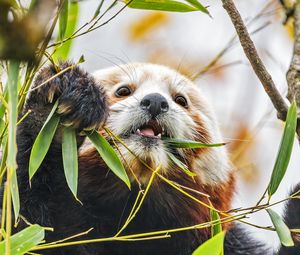 Preview wallpaper red panda, wildlife, animal, leaves, bamboo