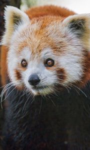 Preview wallpaper red panda, wildlife, animal, wild animal