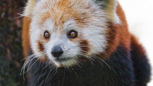 Preview wallpaper red panda, wildlife, animal, wild animal