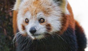 Preview wallpaper red panda, wildlife, animal, wild animal