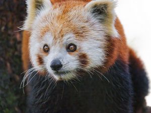 Preview wallpaper red panda, wildlife, animal, wild animal