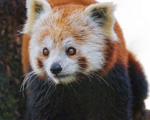Preview wallpaper red panda, wildlife, animal, wild animal