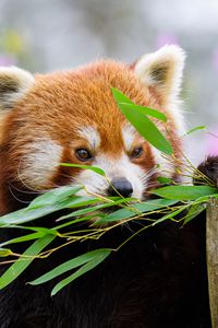 Preview wallpaper red panda, wildlife, animal, leaves, branches