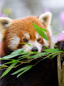 Preview wallpaper red panda, wildlife, animal, leaves, branches