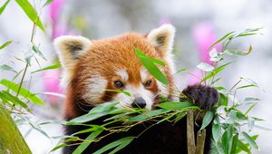 Preview wallpaper red panda, wildlife, animal, leaves, branches