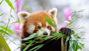 Preview wallpaper red panda, wildlife, animal, leaves, branches