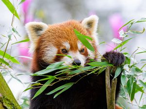 Preview wallpaper red panda, wildlife, animal, leaves, branches