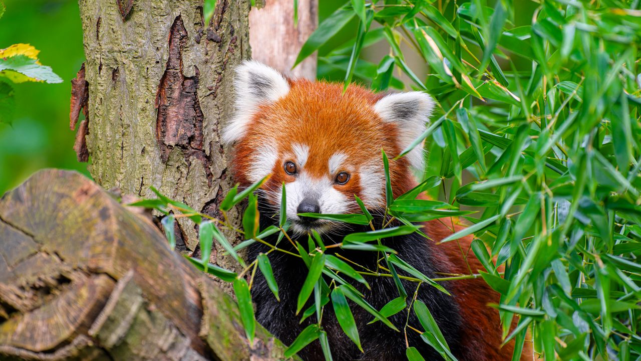 Wallpaper red panda, wildlife, leaves, log