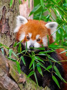 Preview wallpaper red panda, wildlife, leaves, log