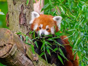 Preview wallpaper red panda, wildlife, leaves, log