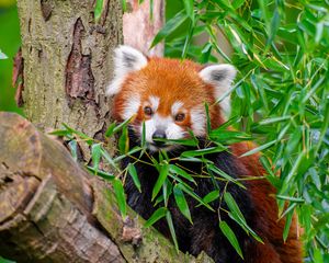 Preview wallpaper red panda, wildlife, leaves, log