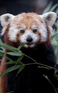 Preview wallpaper red panda, wildlife, leaves, animal